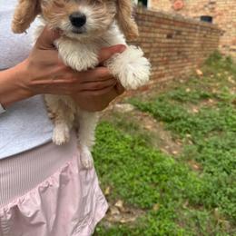 Cooper - Apricot and white male Cavachon puppy in Kerrville, Texas from Blount pups