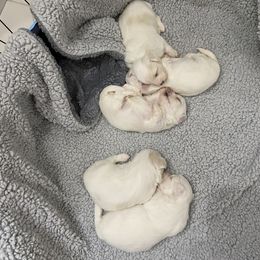Maltese Puppies from My Maltese Family