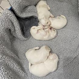 Maltese Puppies from My Maltese Family