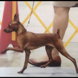 U-me - Miniature Pinscher