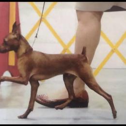 U-me - Miniature Pinscher