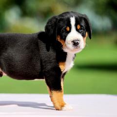Greater Swiss Mountain Dog and Nederlandse Kooikerhondje Puppies from Ambermoon Kooikerhondje Blackamber Greater Swiss Mountain Dogs