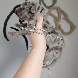 Black Collar - Merle male Great Dane puppy in Alton, Illinois from Show Me Great Danes and Basset Hounds