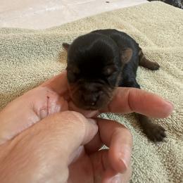 Lacey Belle - Black and tan female Yorkshire Terrier puppy in Cameron, Oklahoma from Jane’s Yorkies