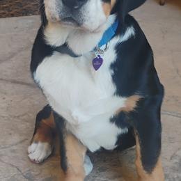 Greater Swiss Mountain Dog puppies from SKYLINE SWISSYS