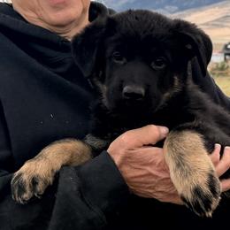 FLY - Sable female German Shepherd puppy in Grantsville, Utah from Vom Haus Denfors K9 - Working German Shepherds