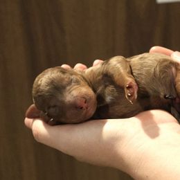 Truffle - Brown merle male Aussiedoodle puppy in Vallejo, California from Well Rooted Doodles