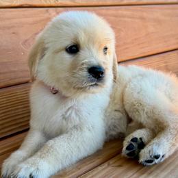 Lovely - Light golden female Golden Retriever puppy in Doniphan, Missouri from Stockford’s Golden Retrievers