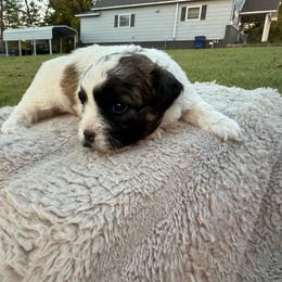 Donut - Black and white male Shichon puppy in West Frankfort, Illinois from Jessica Cupp