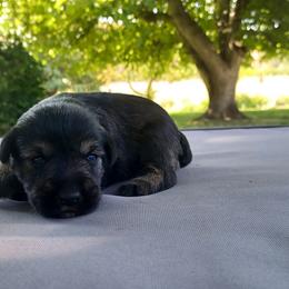 Texas (Boy 4) - Black male Miniature Schnauzer puppy in Milton Freewater, Oregon from Rose Brook Family Farms