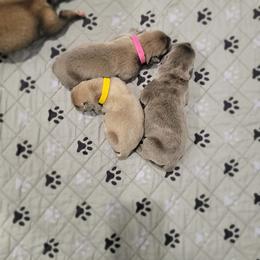 Yellow collar female - Gray and fawn female Cane Corso puppy in Westerville, Ohio from Elite Empire Cane Corso