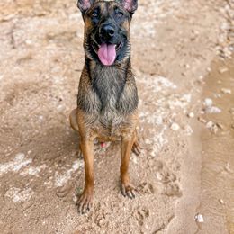 Belgian Malinois and Dutch Shepherd All Grown Up from ArcanaK9