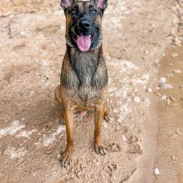 Belgian Malinois and Dutch Shepherd All Grown Up from ArcanaK9