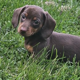Nellie - Chocolate and tan female Dachshund puppy in Neola, Iowa from Eiram Dachshunds