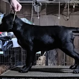 Breeders pup - Black female Labrador Retriever puppy in Andrews, South Carolina from Leyland Cypress Retrievers