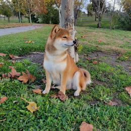 Pearl - Shiba Inu