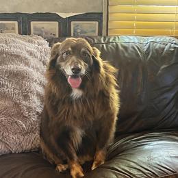 Winston - Australian Shepherd