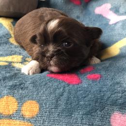 Daisy - Chocolate female Shih Tzu puppy in Milton, Florida from Shih tzu adventures of Santa Rosa Florida