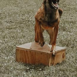 Belgian Malinois and Dutch Shepherd All Grown Up from Torgun Police Dogs