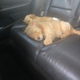 Puppy 4 - Cream male Goldendoodle puppy in Pleasant Hill, Iowa from Courtney Nicole's Goldendoodles