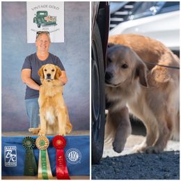 Golden Retrievers from Bellenous Golden Retrievers