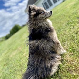 Jasper - Pomsky