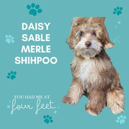Daisy - Shihpoo