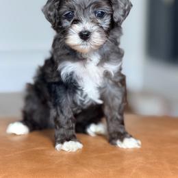 Dark blue collar - Chocolate merle male Bernedoodle puppy in Fort Wayne, Indiana from Crimson Curl Doodles