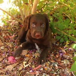 Rolo - Chocolate male Labradoodle puppy in Apache Junction, Arizona from Loving Doodle