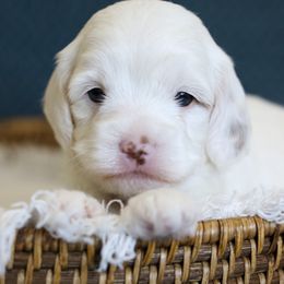 Bernedoodle and Cavapoo Puppies from Little Diamond Doodles