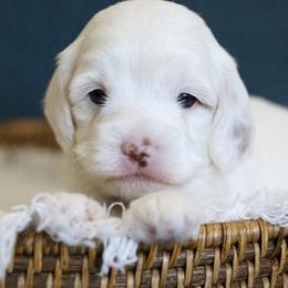 Bernedoodle and Cavapoo Puppies from Little Diamond Doodles