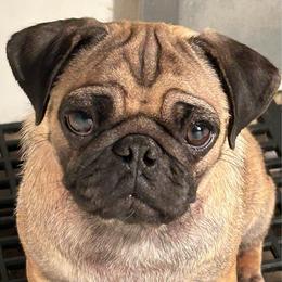 Sable - Pug