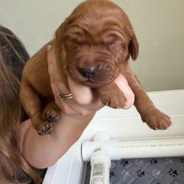 Female 1 - Dark golden female Golden Retriever puppy in Autryville, North Carolina from Carter Family Retrievers
