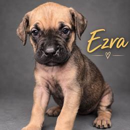Ezra - Fawn female Cane Corso puppy in Elkhart, Indiana from Martins Almighty Cane Corsos