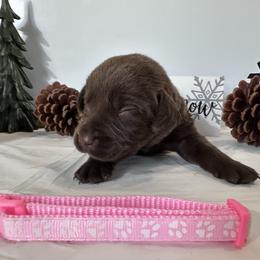 Pink - Chocolate female Labrador Retriever puppy in Newton Grove, North Carolina from Wayalife Labradors & Gsp’s