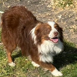 Spur - Toy Australian Shepherd