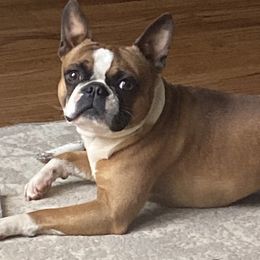 Teddy - Boston Terrier