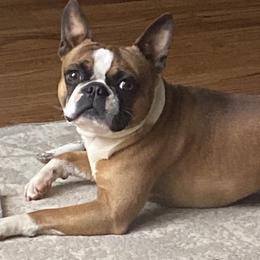 Teddy - Boston Terrier