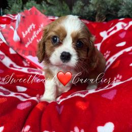 Boy 1 - Blenheim male Cavalier King Charles Spaniel puppy in Loco, Oklahoma from Sweet Heart Cavaliers