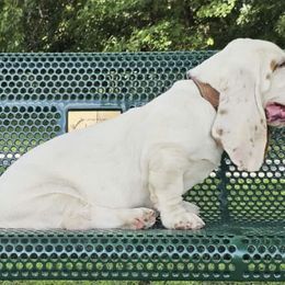 Basset Hounds from Mayberry Bassets