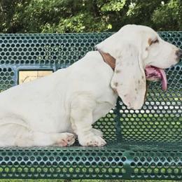 Basset Hounds from Mayberry Bassets