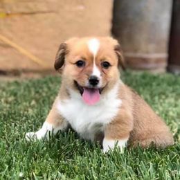Pembroke Welsh Corgis from Lazy Z Corgi's