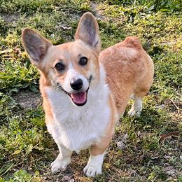 Charlotte - Pembroke Welsh Corgi