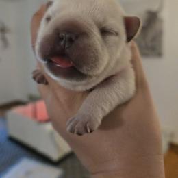 French Bulldog Puppies from Diamond Dreams French Bulldogs