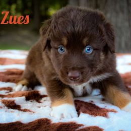 Zeus - Red tri-color Australian Shepherd puppy in Coldwater, Michigan from Northern Star Australian Shepherds