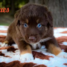 Zeus - Red tri-color Australian Shepherd puppy in Coldwater, Michigan from Northern Star Australian Shepherds