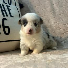 Blossom - Blue merle and white female American Corgi puppy in Decatur, Texas from Bar S Corgis