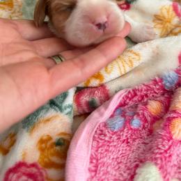 None - Blenheim female Cavalier King Charles Spaniel puppy in Bandera County, Texas from Hill Country Cavaliers