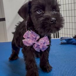 PF Female - Black female Miniature Schnauzer puppy in Springdale, Arkansas from Rc Kennels