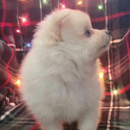 Pomeranian Puppies from Mckee's Pomeranians